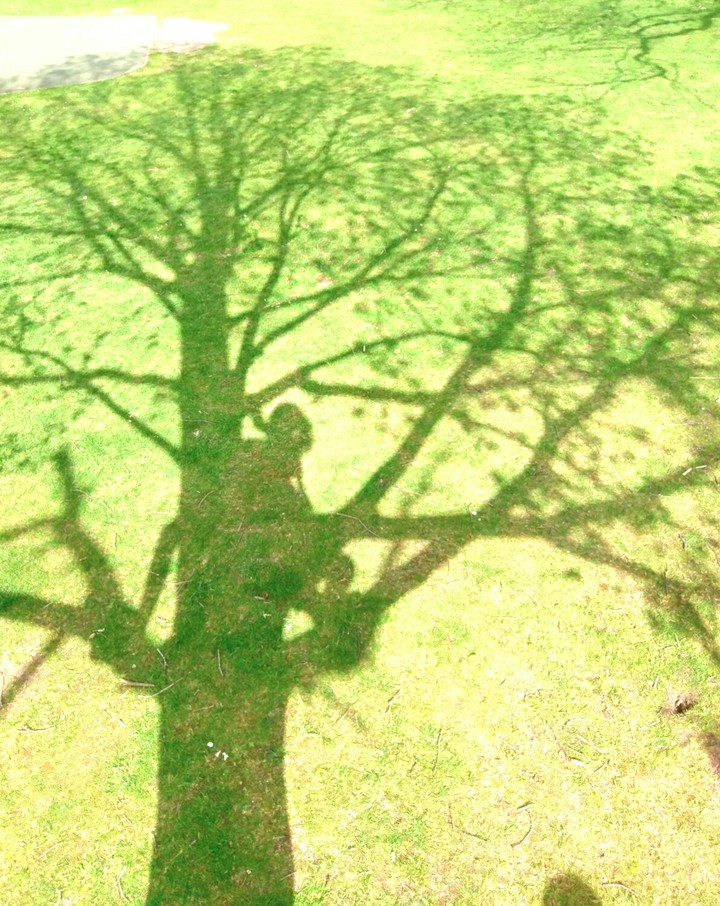 Tree's Reflection