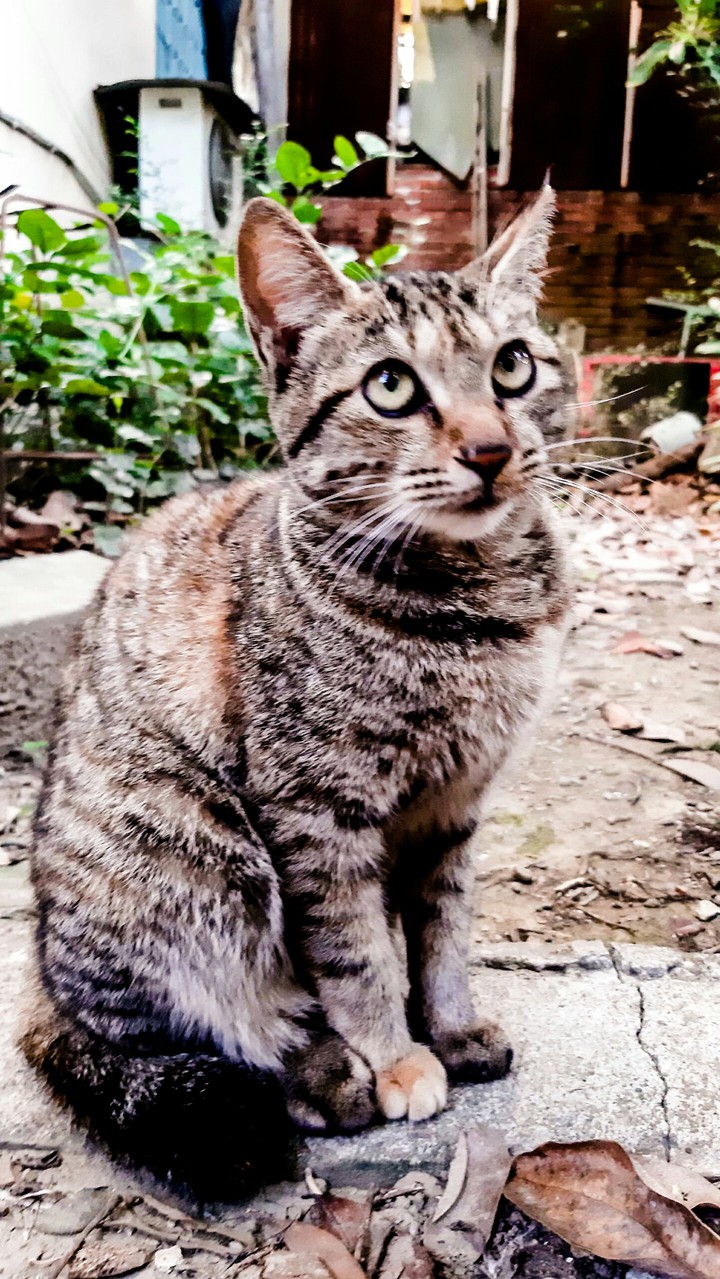 cat