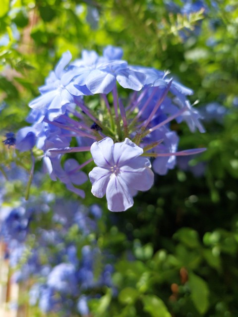 purple
