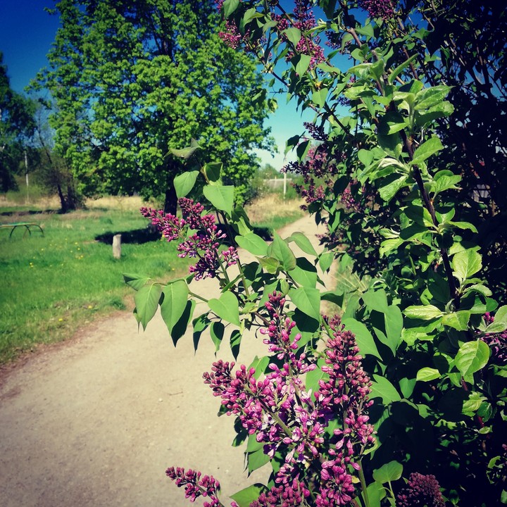 сирень