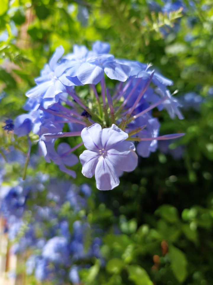 purple