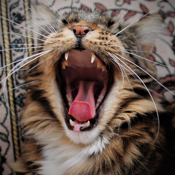 maincoon