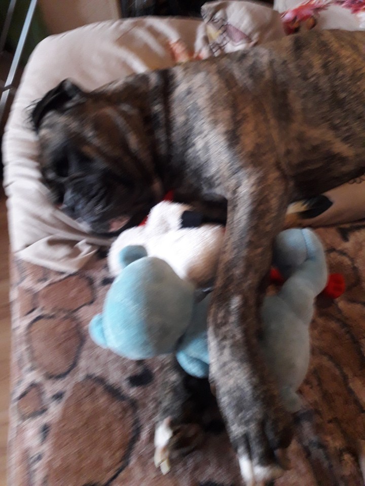 To  jest bokcery śpiocy