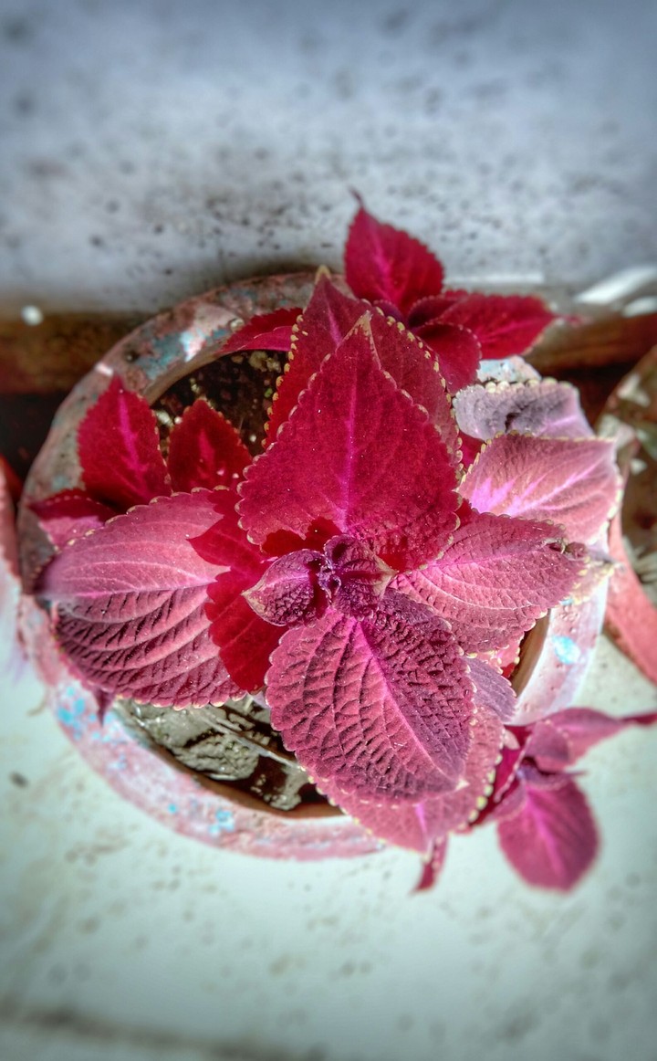 The Show Plant