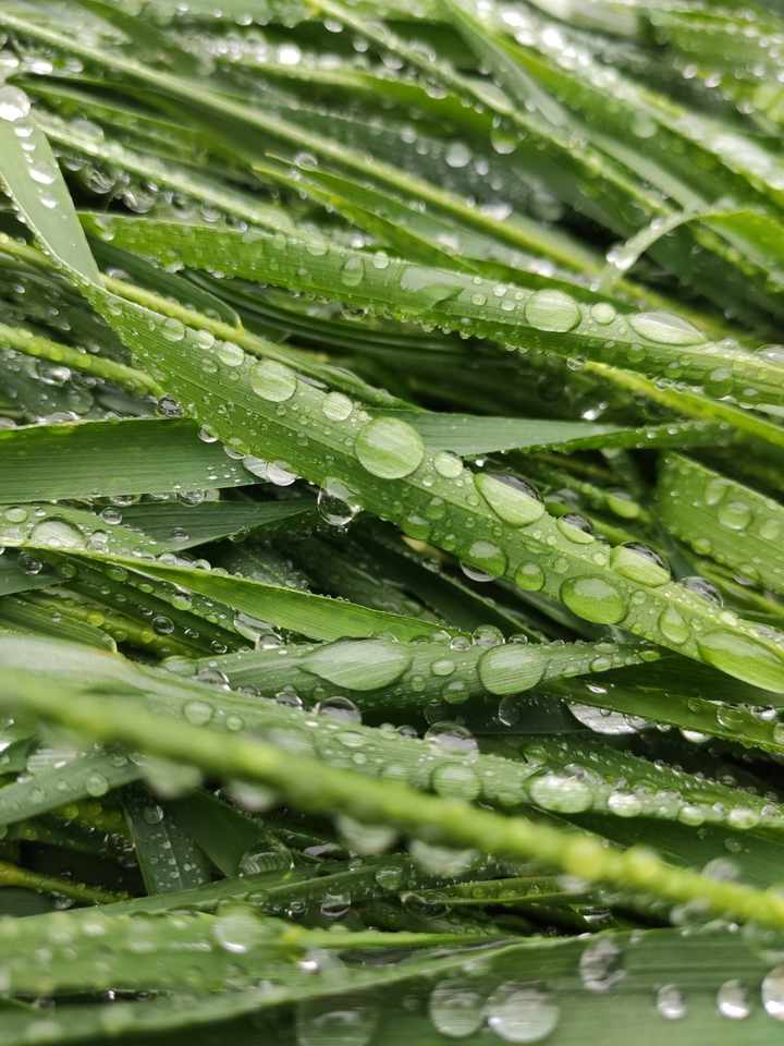 drops