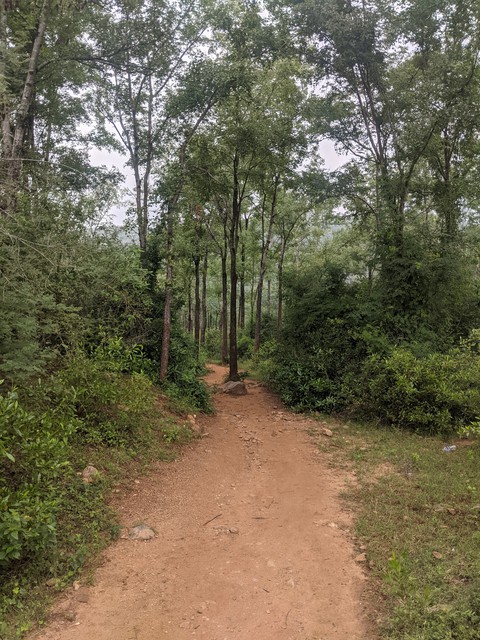 Forest Road