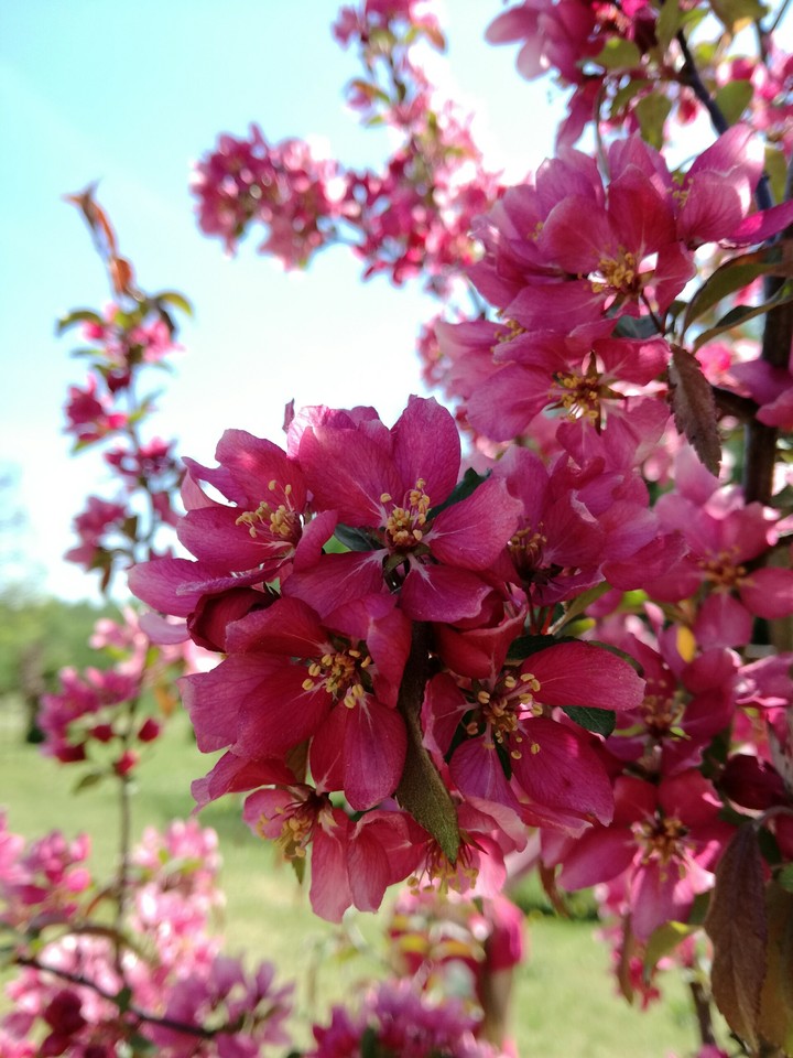 flower