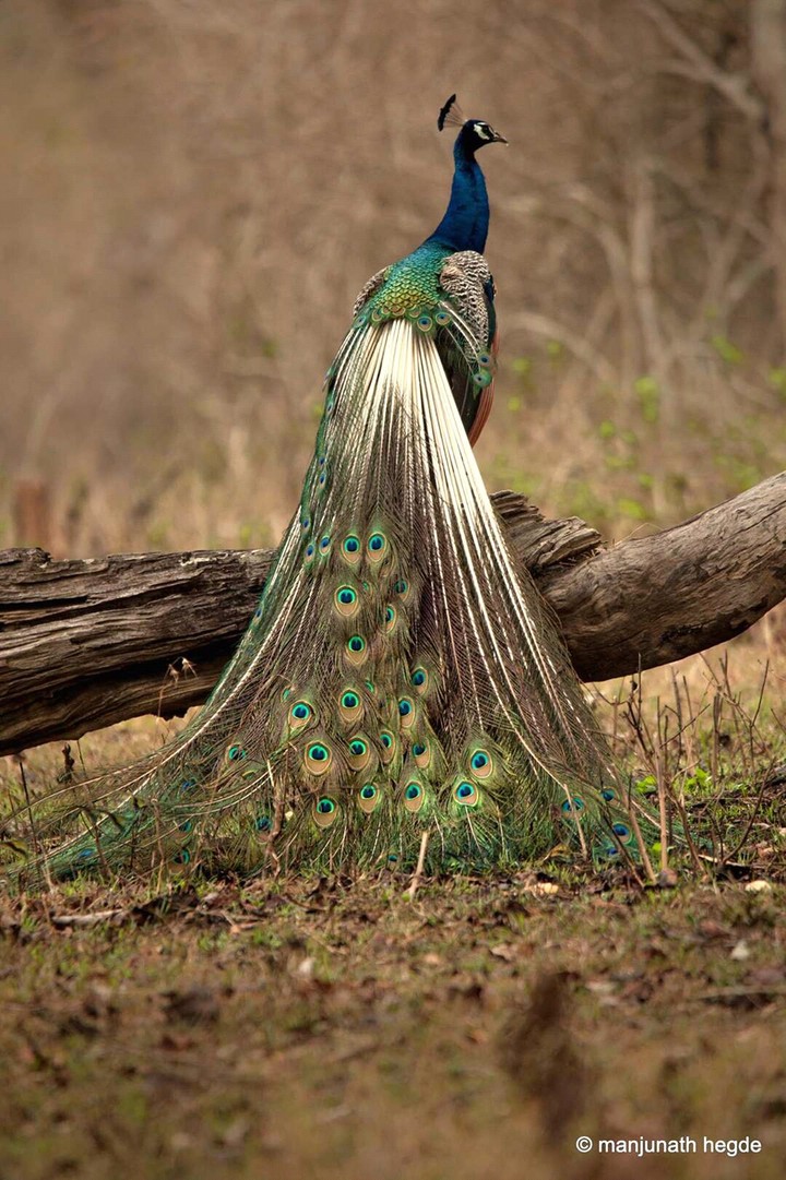 lovely peacock
