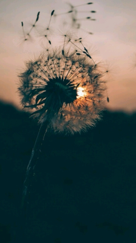 ♤▪♤