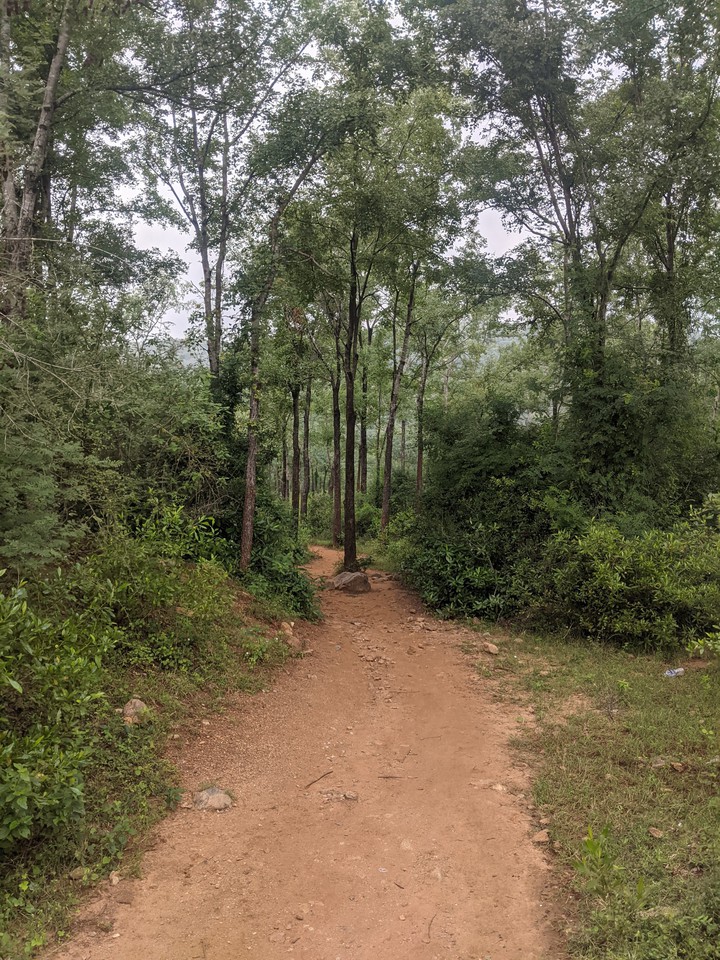 Forest Road