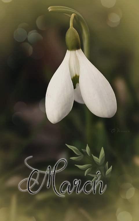 Flora, petal壁紙