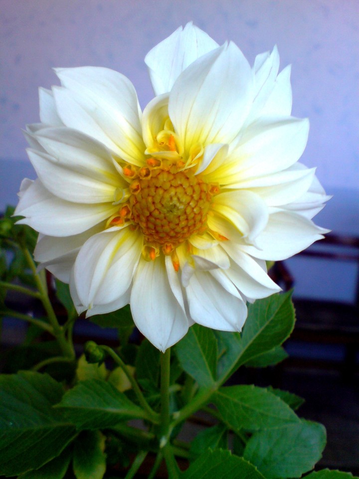 dahlia in my work room