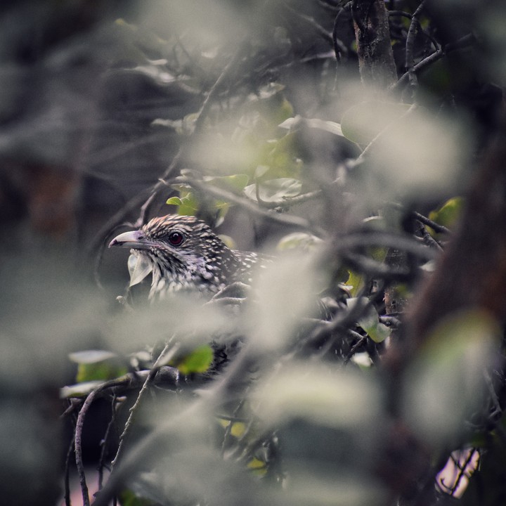 hide and seek..