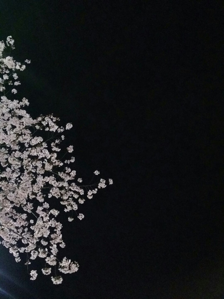 어두운 밤과 벚꽃