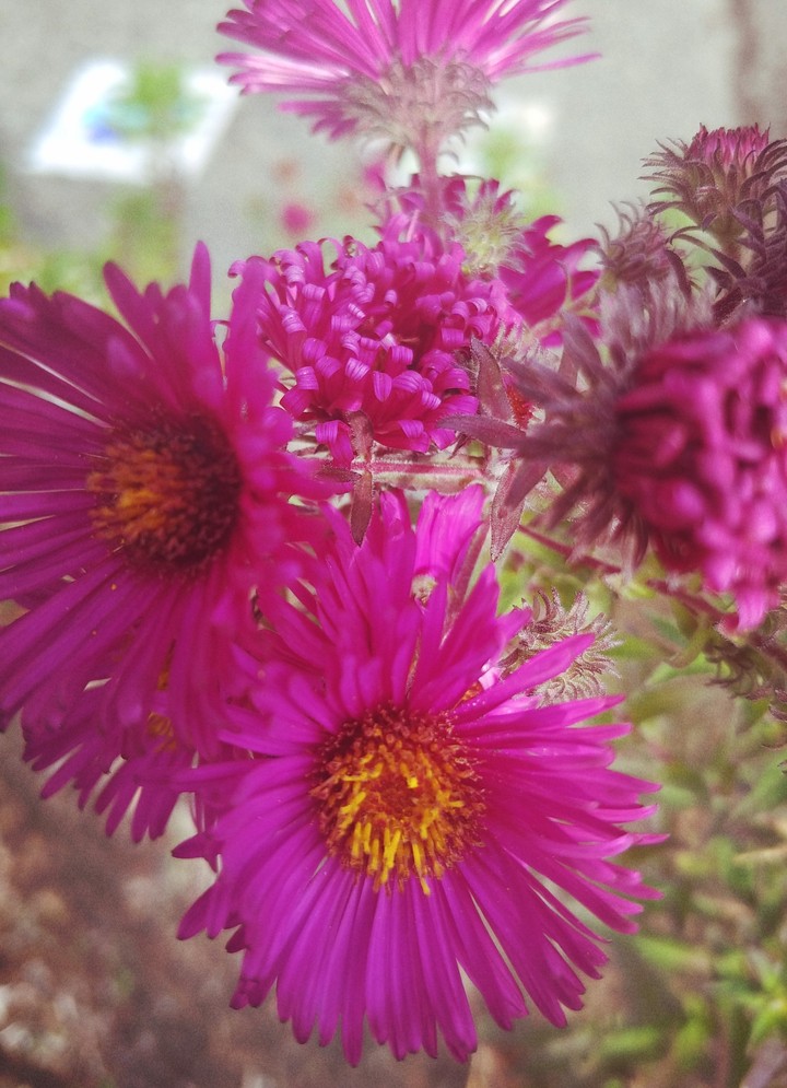 purple flowers