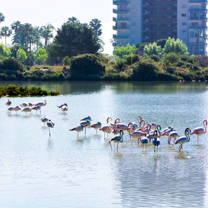 Flamingo