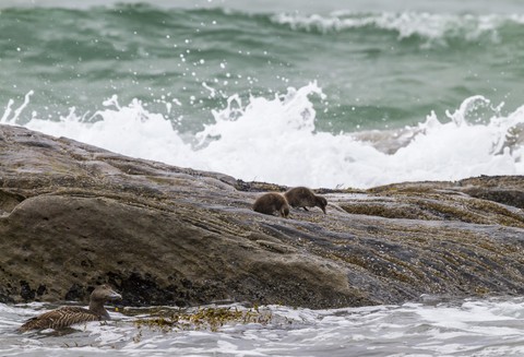 papéis de parede beach, seabird