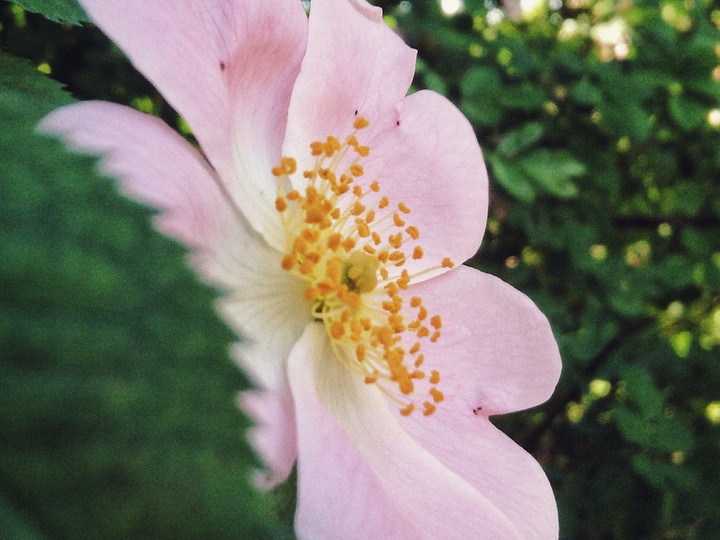 #flower