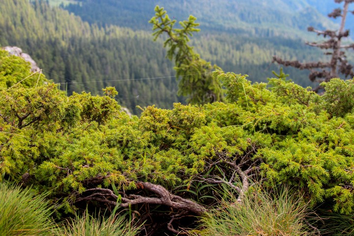 Mountain vegetation