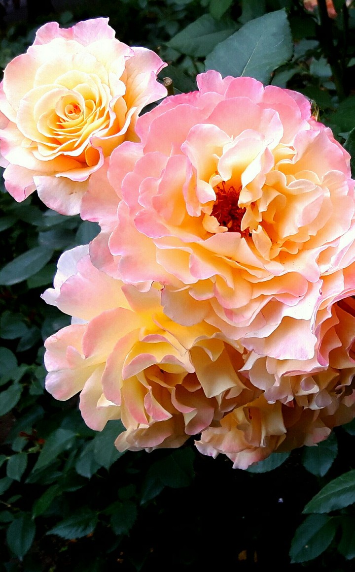 Licheń - roses III