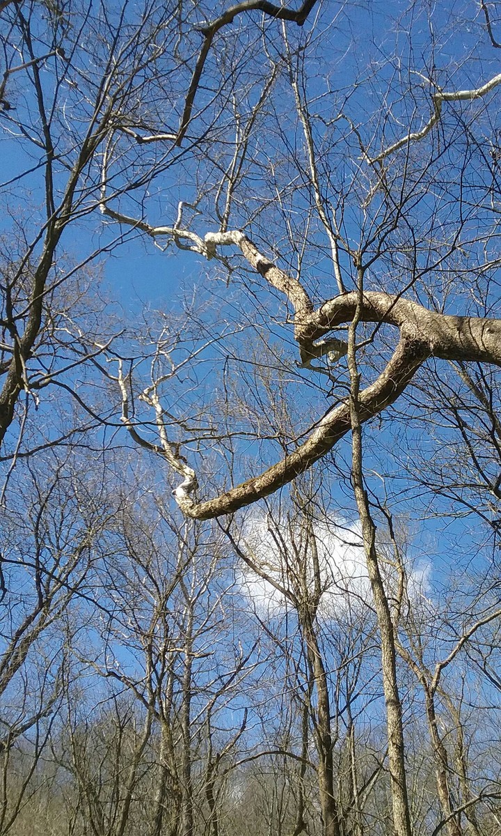 trees