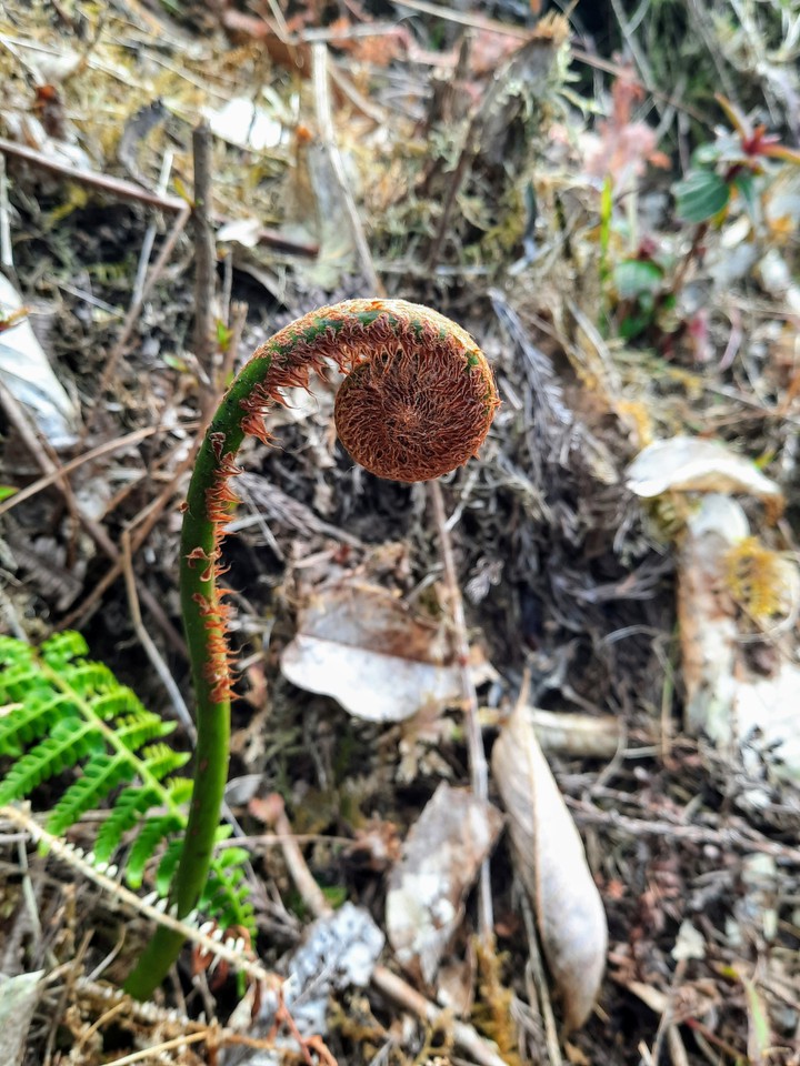Mountain Fern..