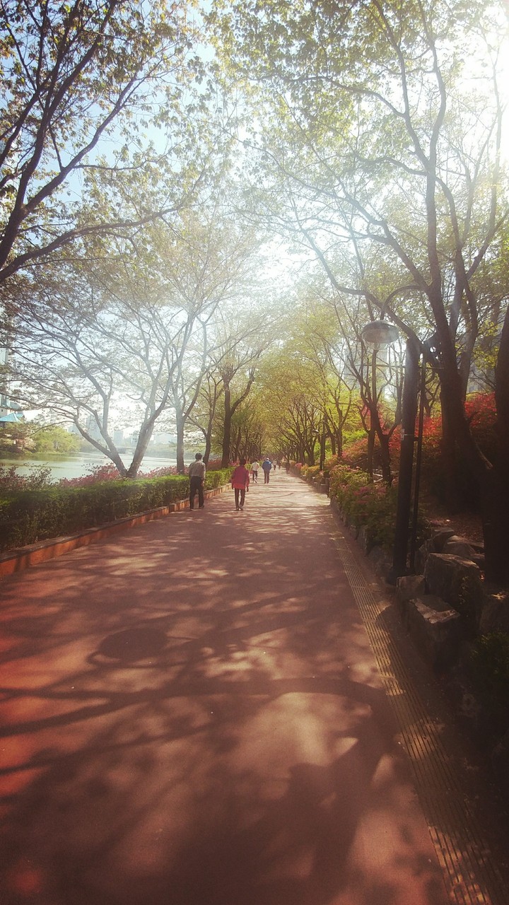 Cherry Blossom Street by a lake.