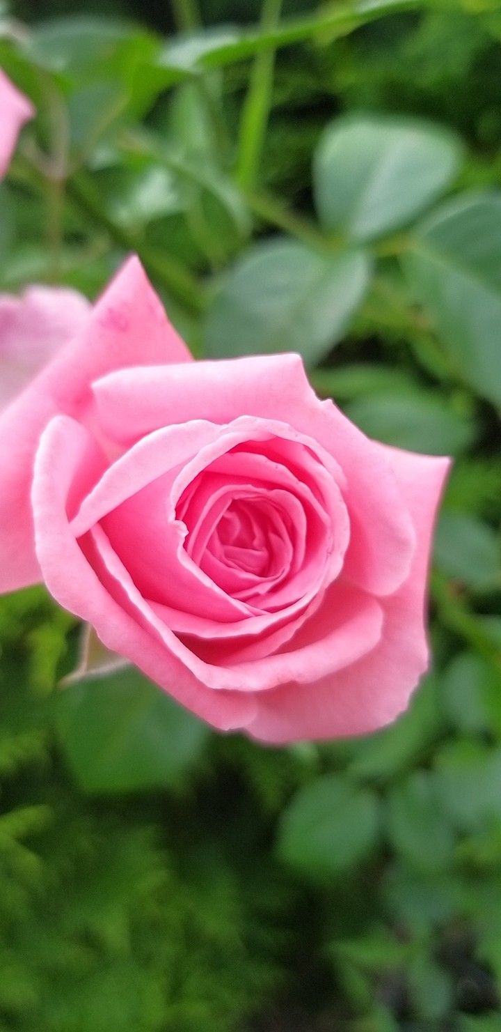 Pink rose