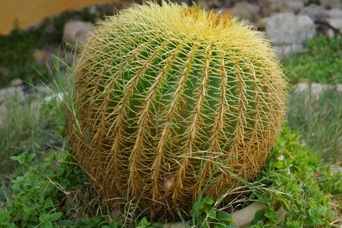 Cactus