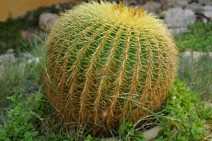 Cactus