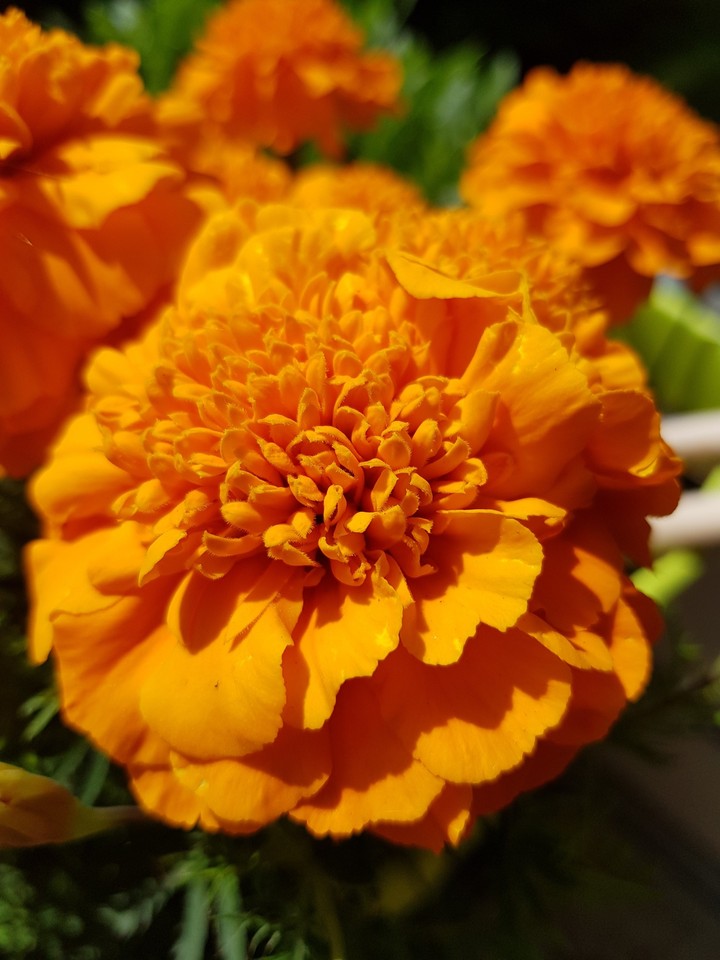 Tagetes auf meinem Balkon