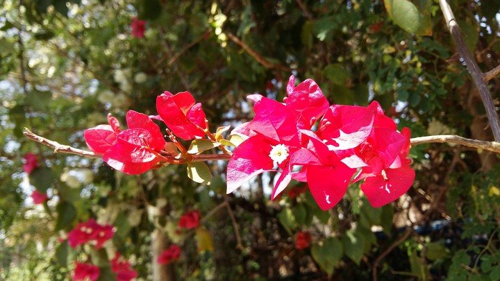 Red flower