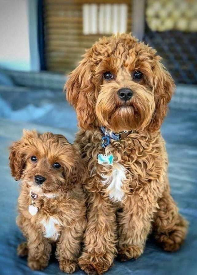 Dogs