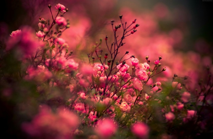 Flowers  Soul