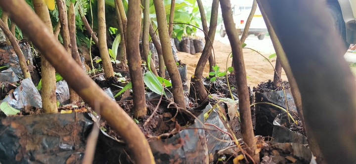 plant