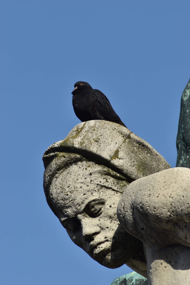 bird