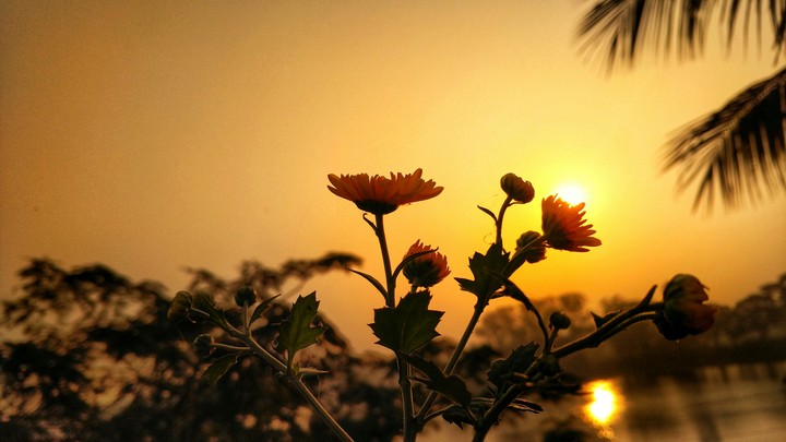 Sunrise