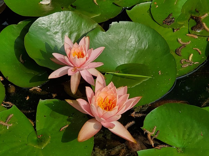 Nymphaea 'Colorado'