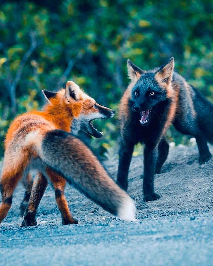 Crusade Fox