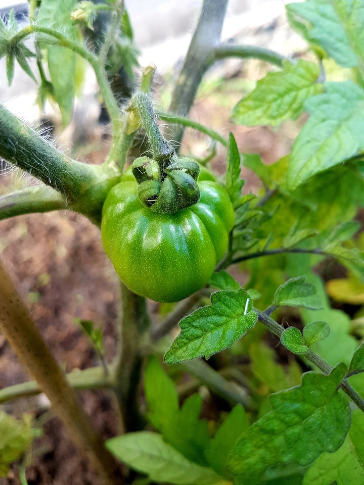 Tomatoe