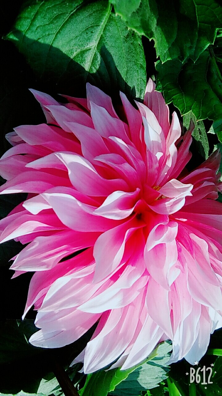 lovely
