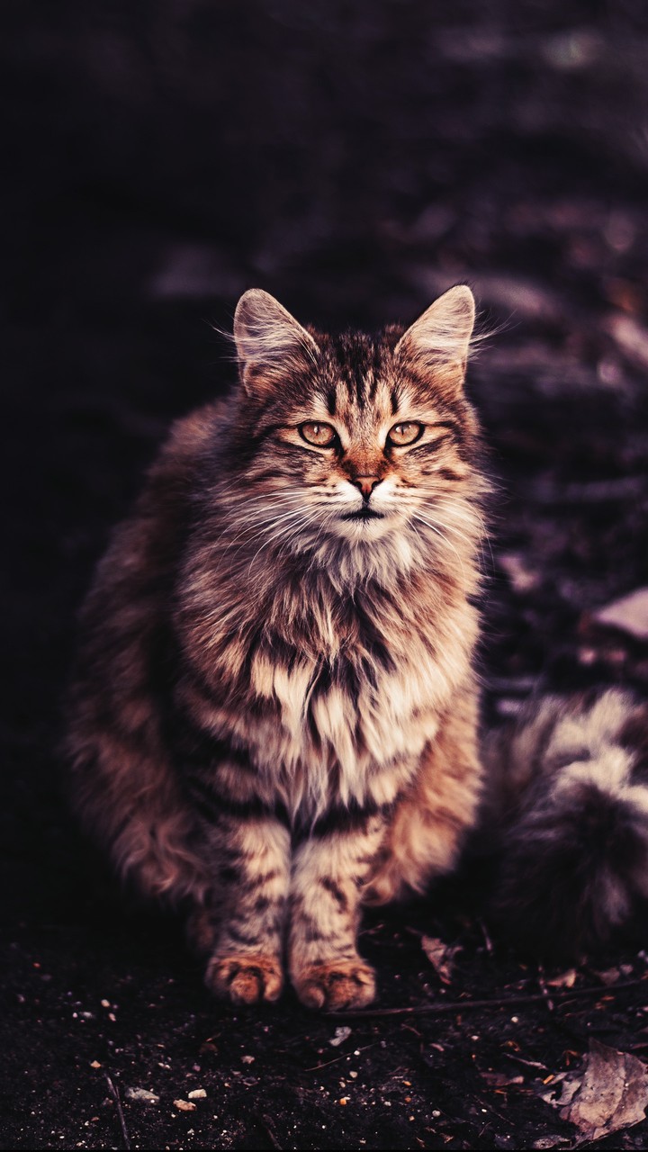El gato y el otoño