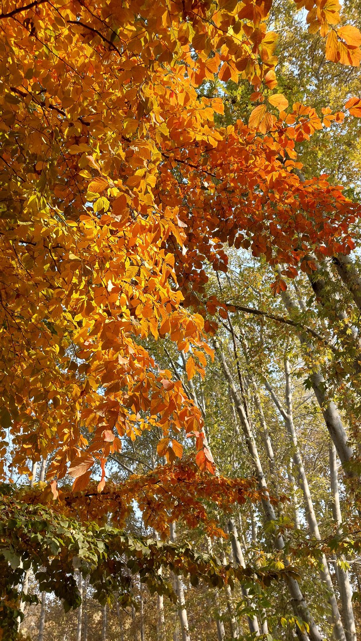 autumn