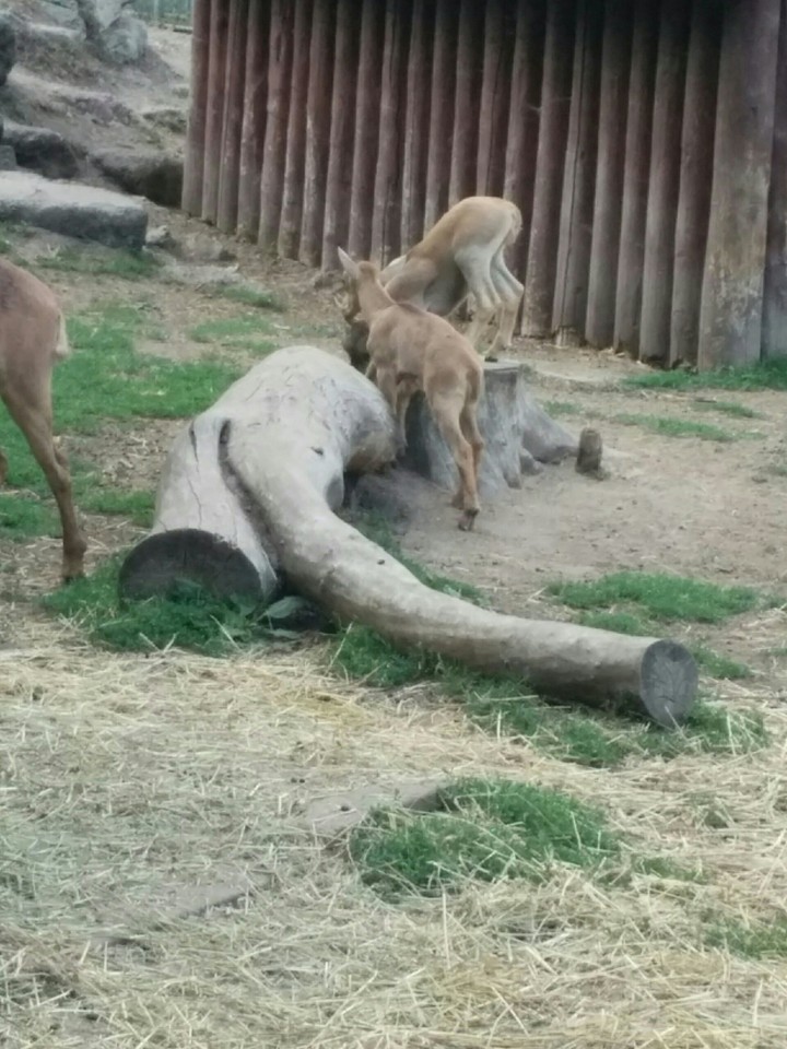 cute deers