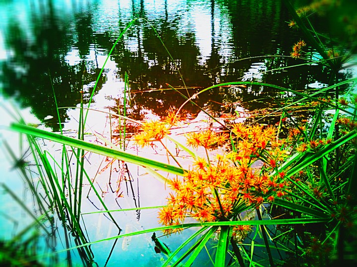 beauty of nature