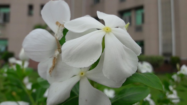 Flower