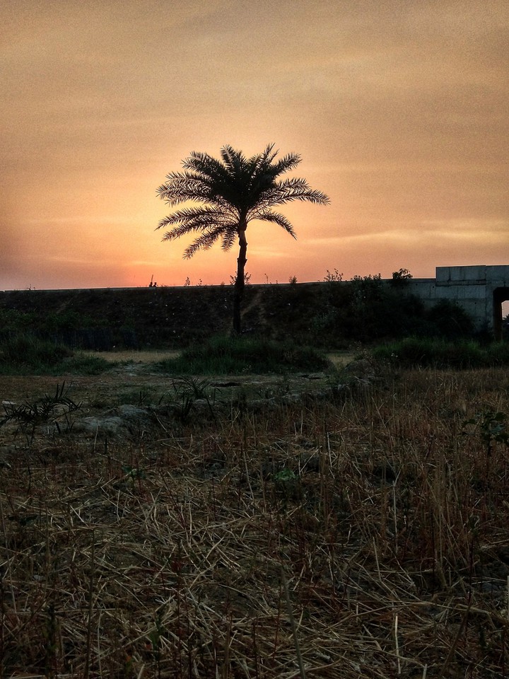 Alone Palm Tree