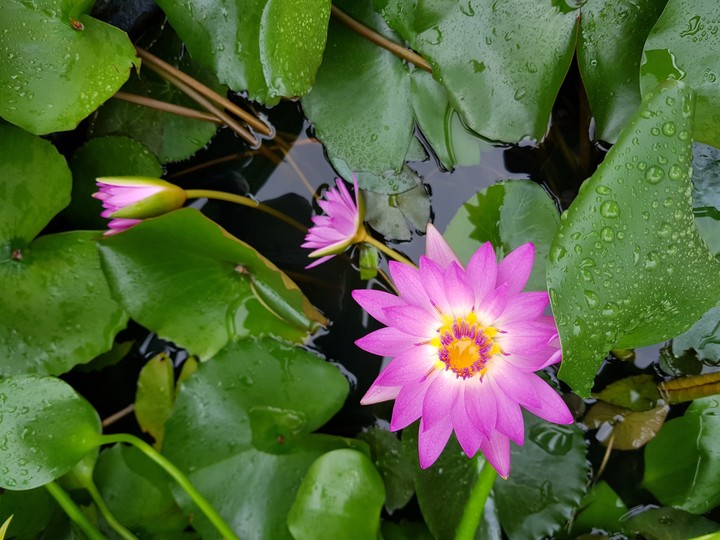 lotus