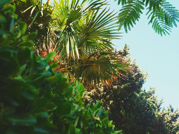 plants