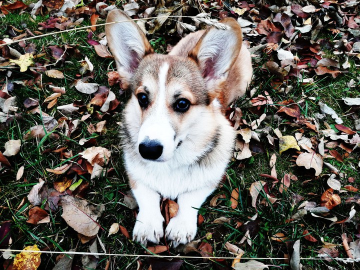 puppy